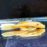 Albino Bushy Nose Pleco (1/2 inch)