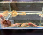 Albino Bushy Nose Pleco (1/2 inch)