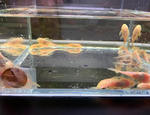 Albino Bushy Nose Pleco (1/2 inch)