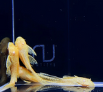 Albino Bushy Nose Pleco (1/2 inch)