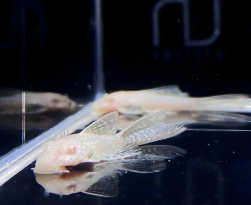 Albino Longfin Bushy Nose Pleco (1–1.25")