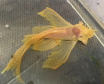 Albino Longfin Bushy Nose Pleco (1–1.25")