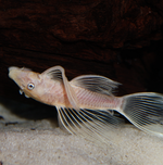 Albino Longfin Bushy Nose Pleco (1–1.25")