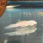 Albino Longfin Bushy Nose Pleco (1–1.25")