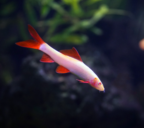 Albino Rainbow Shark – Epalzeorhynchos frenatum