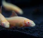 Albino Rainbow Shark – Epalzeorhynchos frenatum