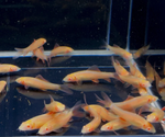 Albino Rainbow Shark – Epalzeorhynchos frenatum