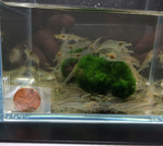 Amano Shrimp – Size L