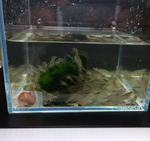 Amano Shrimp – Size L