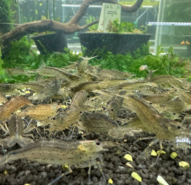 Amano Shrimp – Size L