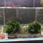 Amano Shrimp – Size S
