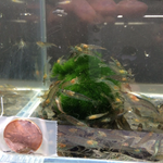 Amano Shrimp – Size S