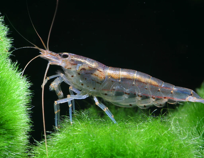 Amano Shrimp – Size S