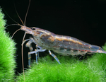 Amano Shrimp – Size S