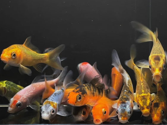 Assorted Imported Koi (3")
