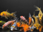 Assorted Imported Koi (3")