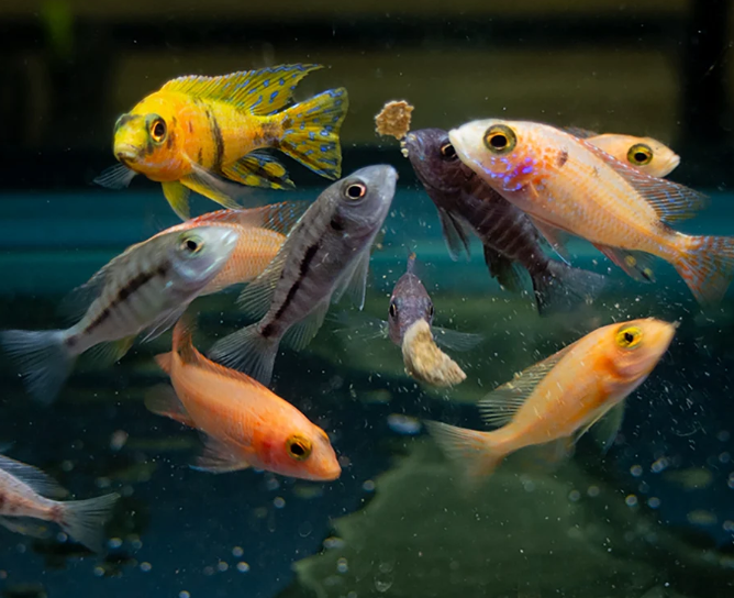 Assorted African Peacock Cichlid