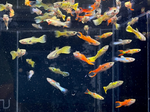 Assorted Male Endlers