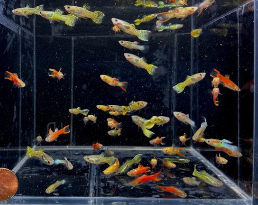 Assorted Male Endlers
