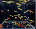 Assorted Male Endlers