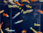 Assorted Male Endlers