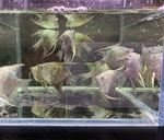 Avatar Blue Angelfish – Pterophyllum sp.