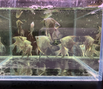 Avatar Blue Angelfish – Pterophyllum sp.
