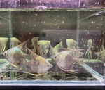 Avatar Blue Angelfish – Pterophyllum sp.