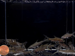 Bala Shark – 2"