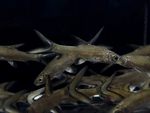 Bala Shark – 2"