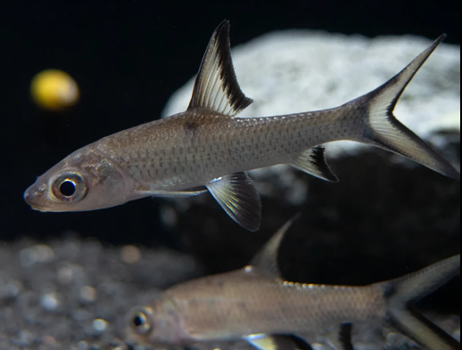 Bala Shark – 2"