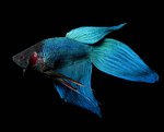 Classic Betta – Male (Assorted)