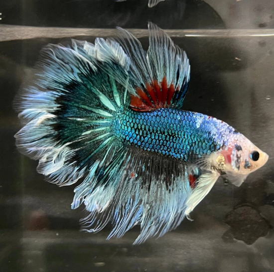 Halfmoon Betta – Male (Assorted)