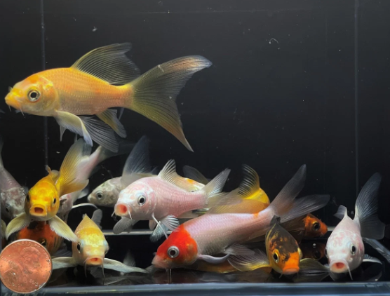 Assorted Imported Butterfly Koi (3")
