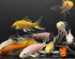 Assorted Imported Butterfly Koi (3")