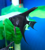 Black Angelfish – Pterophyllum sp.
