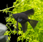 Black Angelfish – Pterophyllum sp.