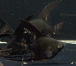 Black Angelfish – Pterophyllum sp.