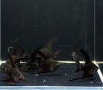 Black Angelfish – Pterophyllum sp.