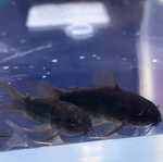 Black Venezuelan Cory – Corydoras schultzei