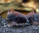 Black Venezuelan Cory – Corydoras schultzei