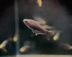 Black Emperor Tetra