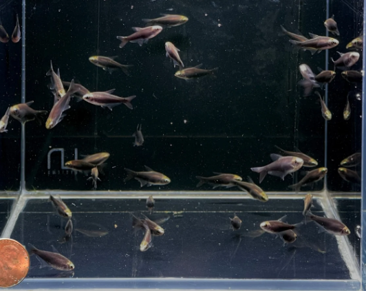 Black Emperor Tetra