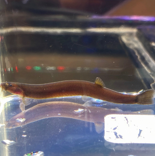 Black Kuhli Loach