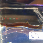 Black Kuhli Loach