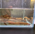 Black Kuhli Loach