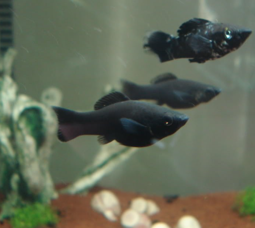 Black Molly