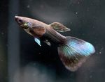 Black Moscow Guppy Male