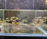 Black Neon Tetra