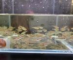 Black Neon Tetra